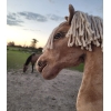 Cheval sur Bâton Palomino