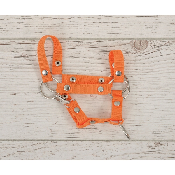 Licol pour Cheval Bâton A4 Orange